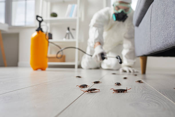 Commercial Rodent Management in North Enid